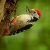 Strakapoud prostredni - Dendrocopos medius - Middle Spotted Woodpecker 3991